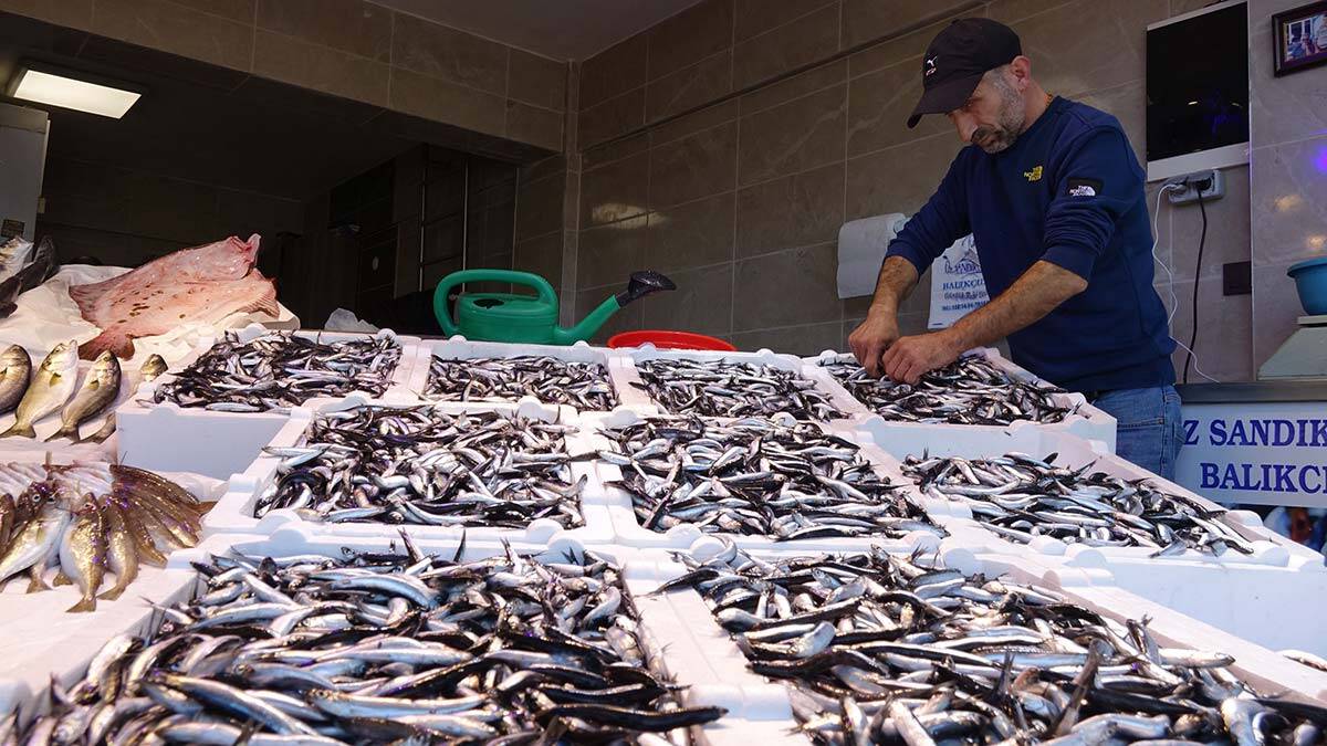 Bereketli bir av sezonu geçiren balıkçılar, bol miktarda hamsi avlıyor.