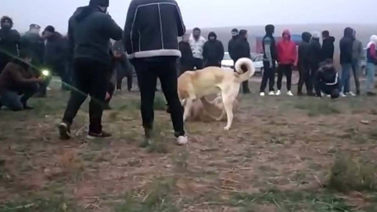 Dövüştürülen ve vücudunda yara izleri bulunan 1 köpek barınağa teslim edildi