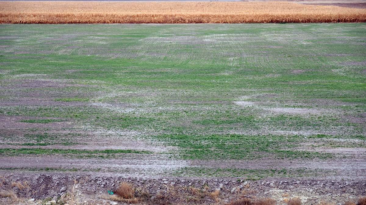 Konya Ovası'nda kuraklık kaynaklı verim kaybı