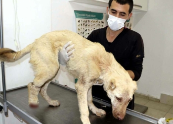 Köpeğin sağ arka ayağı ile kulaklarını kestiler