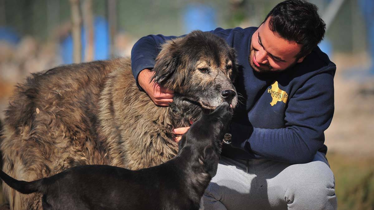 Köpek sahiplenmek için gitti dernek kurdu