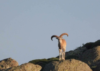 Mahkeme, yaban koyunu ile keçisi avını durdurdu