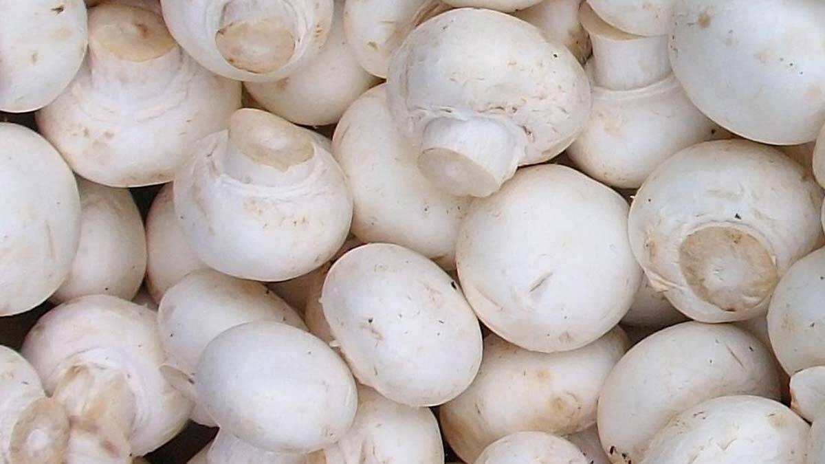 Hem fit hem de bağışıklığı güçlü bir bedene sahip olmak mümkün. Beslenme Uzmanı ve Diyetisyen Pınar Demirkaya, mevsimsel grip, koronavirüs ve soğuk algınlığı gibi hastalıklara karşı bağışıklığı güçlendirmekten kalori sayımı yapmadan zayıflamaya kadar beş altın öneri sıralıyor.