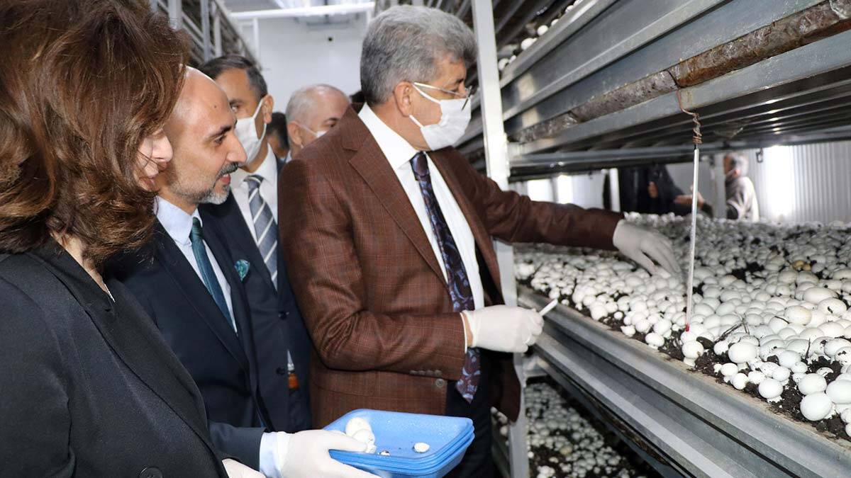 Mantar üretim tesisinde, ilk gün 4 ton hasat yapıldı