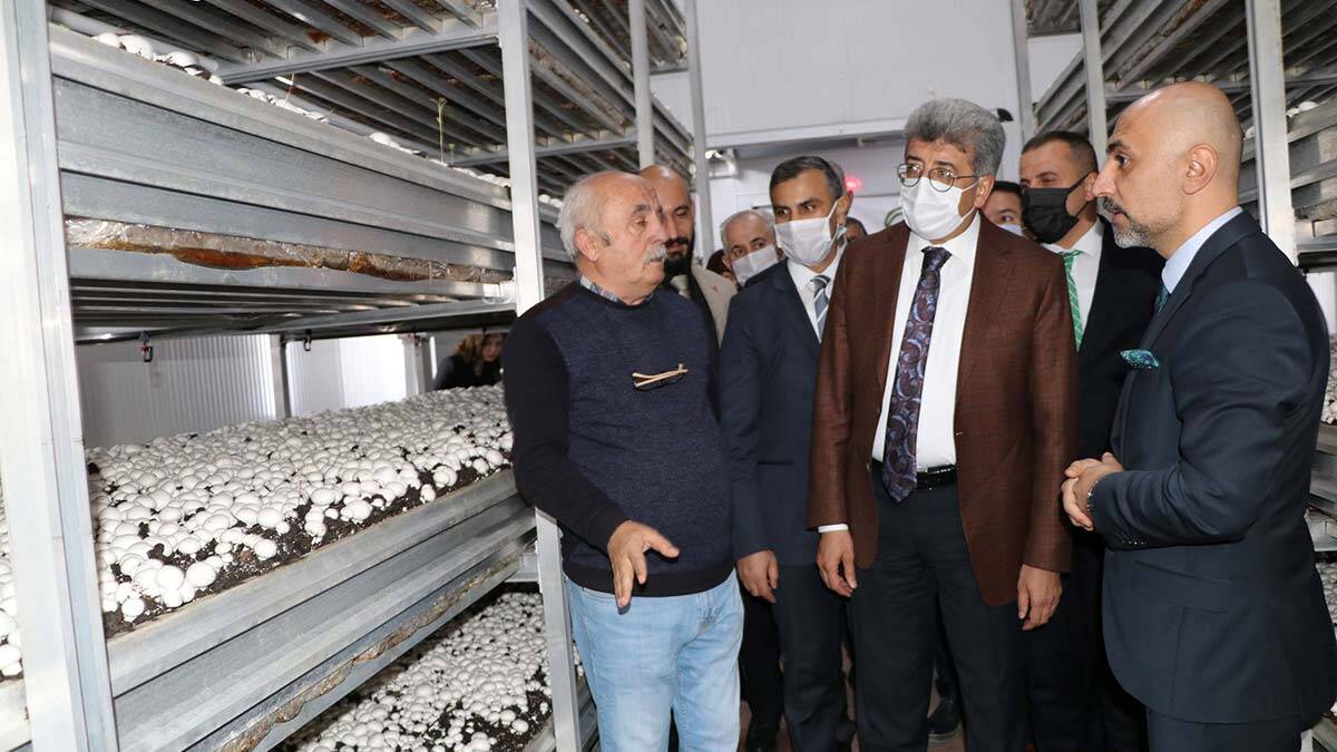 Üretilen kültür mantarları, Van ve ilçelerinin yanı sıra çevre illere pazarlanacak