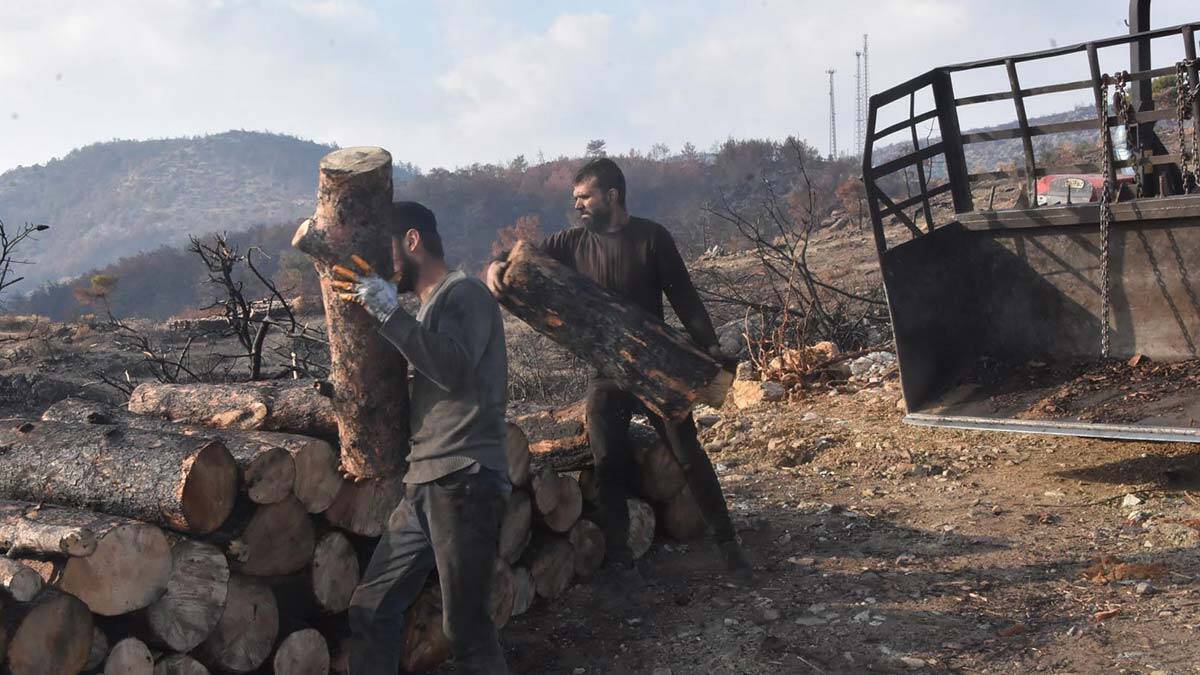 Orman Bölge Müdürlüğü'ne bağlı ekipler ayrıca temizlenen sahalarda yapılan incelemenin ardından gençleştirme ve yeniden toprağı fidanla buluşturmak için çalışmalarını sürdürüyor.