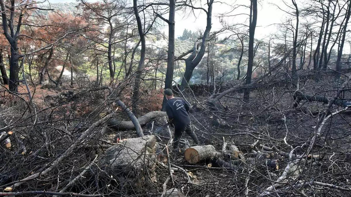 " ormanlar artık her geçen gün yok oluyor gibi. Maalesef yangınlar da hayatın bir gerçeği, burada bu sahayı temizleyip yeniden dikim yapılması için çalışıyoruz"