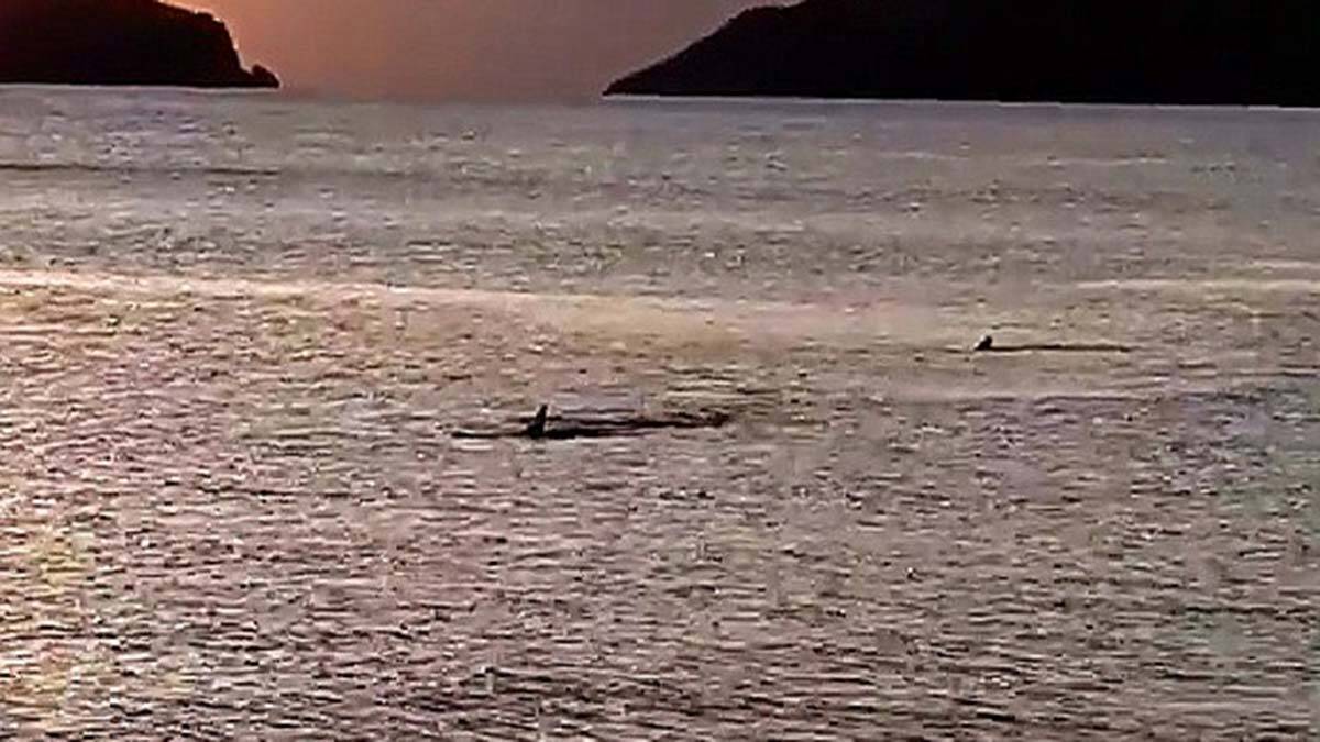 Muğla'da kıyıya 3 metre mesafede köpek balığı görüldü