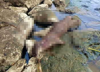 Nesli tükenmekte olan su samuru tüfekle vuruldu