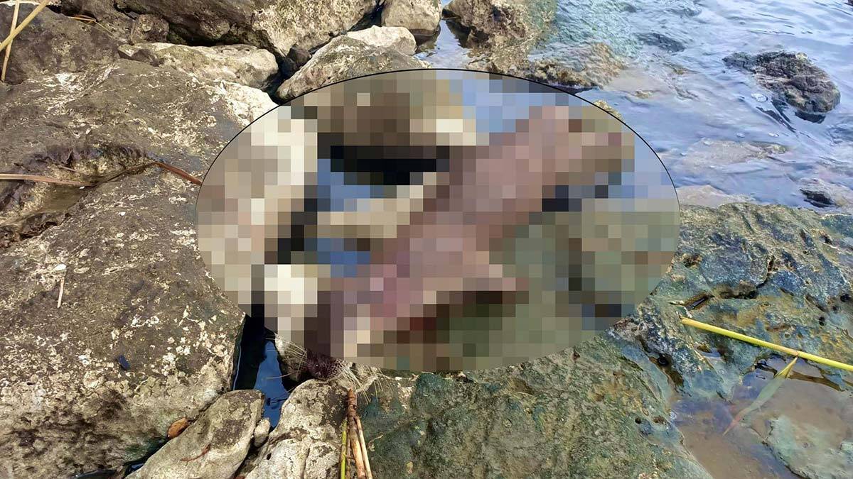 Nesli tükenmekte olan su samuru tüfekle vuruldu