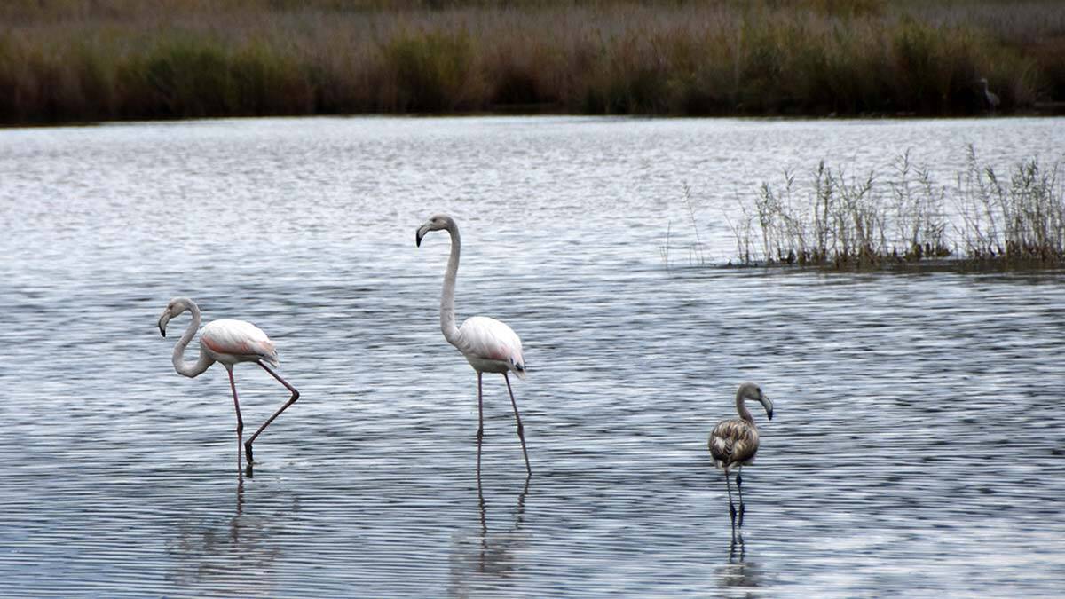 Noel baba kuş cenneti'nde flamingolar artıyor