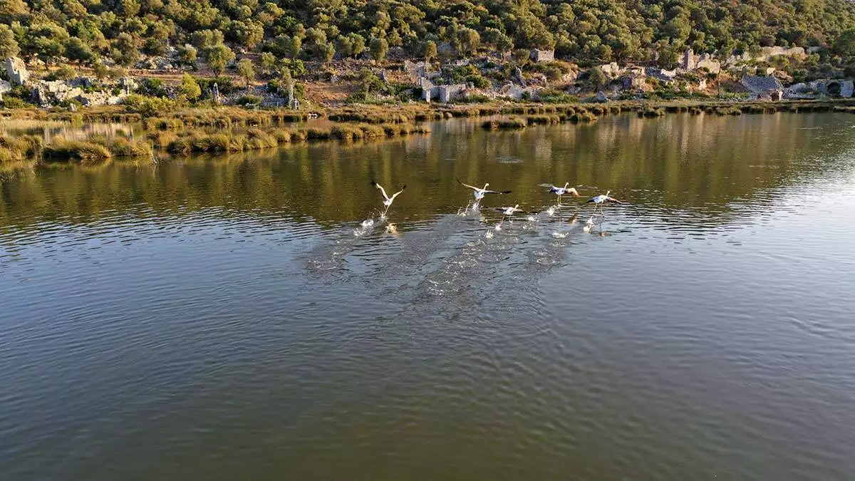 "daha çok flamingo gelebilir. Önümüzdeki günlerde alanı incelemek gerekiyor"