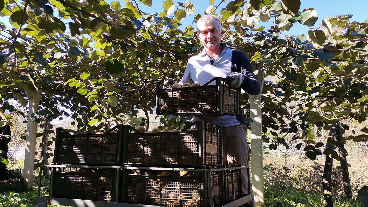 Ordu'da coğrafi işaretli kivinin hasadı başladı