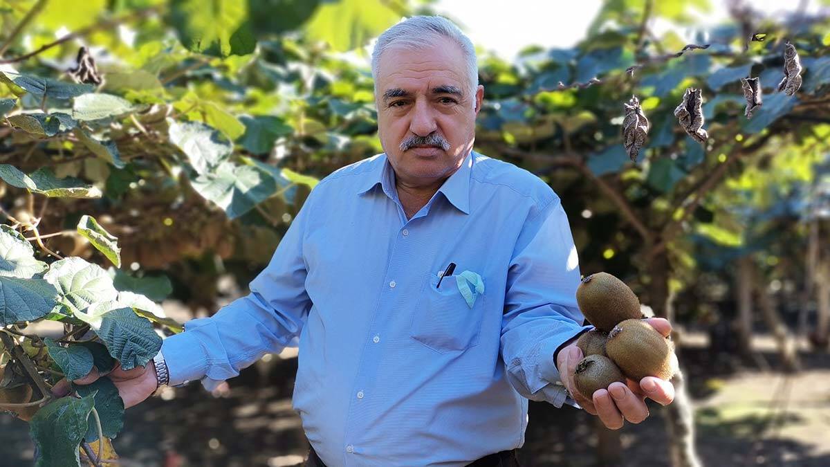 Ortalama 8 bin tonun üzerinde rekolte beklenen ürün dalında yoğun talep görüyor