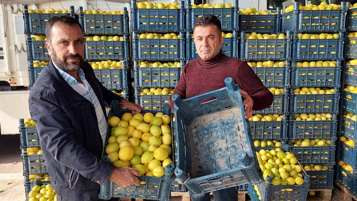Orta kalite limon 50 kuruş, birinci sınıf kalitede limonlar ise 60 kuruşa alıcısını bekliyor.