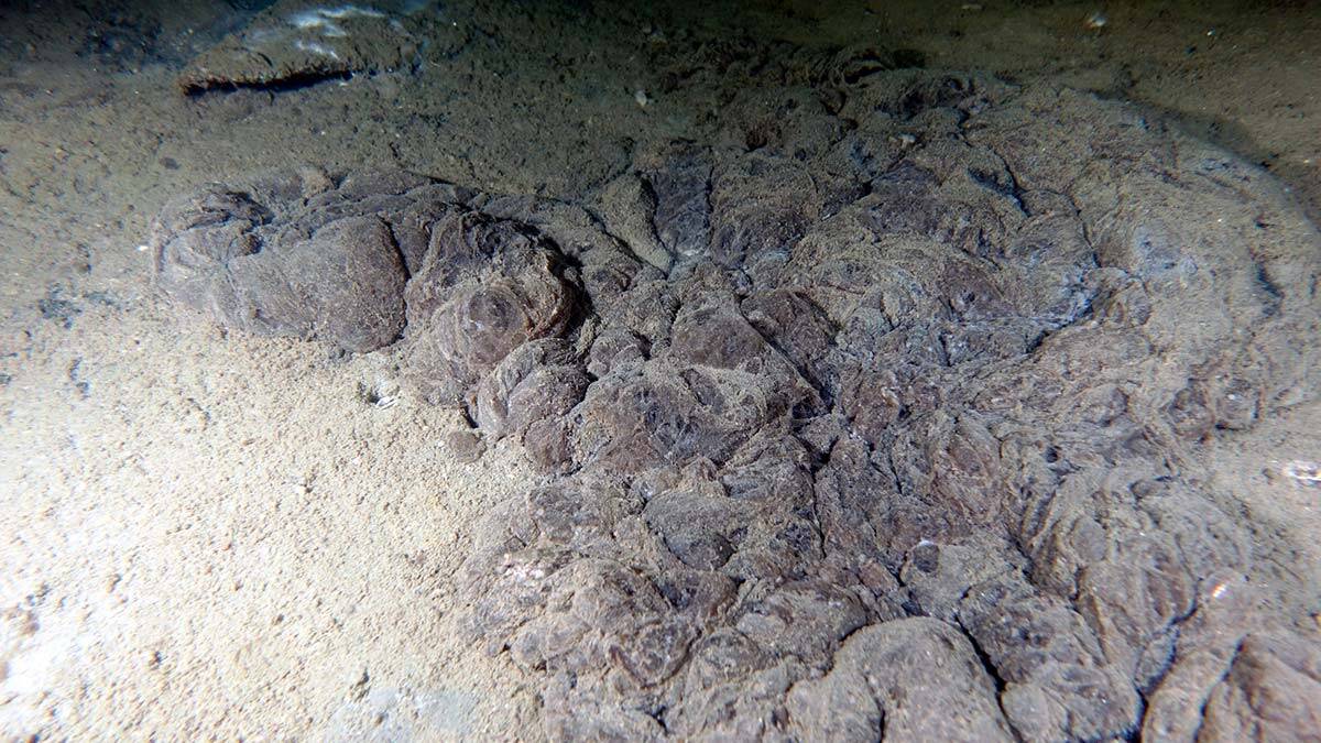 Prof. Dr. Sarı: Alg çoğalması hayra alamet değil