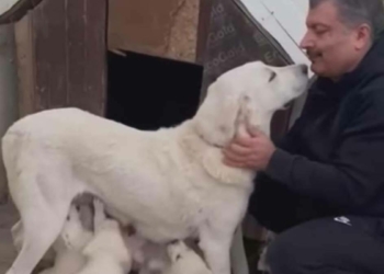 Sağlık Bakanı'nın köpeği ile videosu 7 milyon izlendi