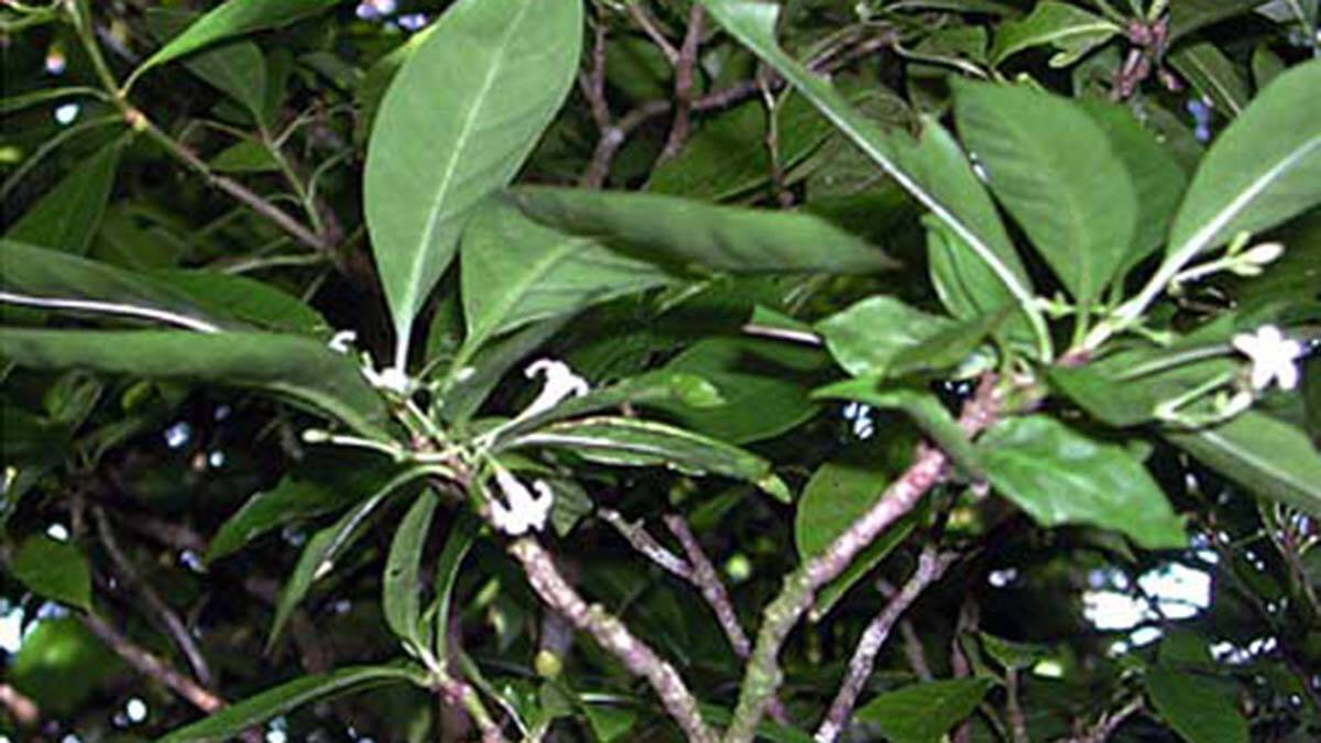 Samoa Adası'nda yetişen bitki Ibuprofen kadar etkili