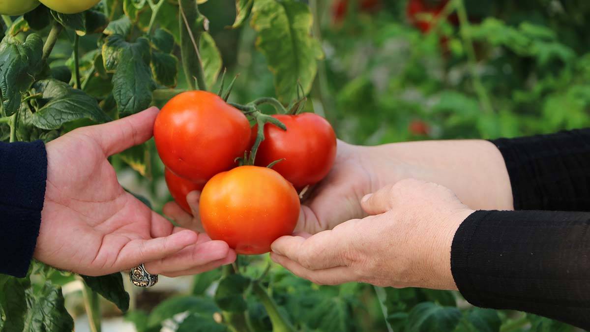 Sandıklı'da domatesler 10 ülkeye ihraç ediliyor