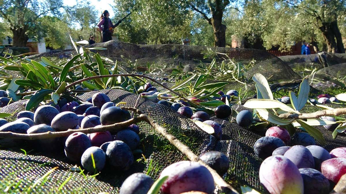 Sofralık zeytinde rekolte yüzde 40 arttı