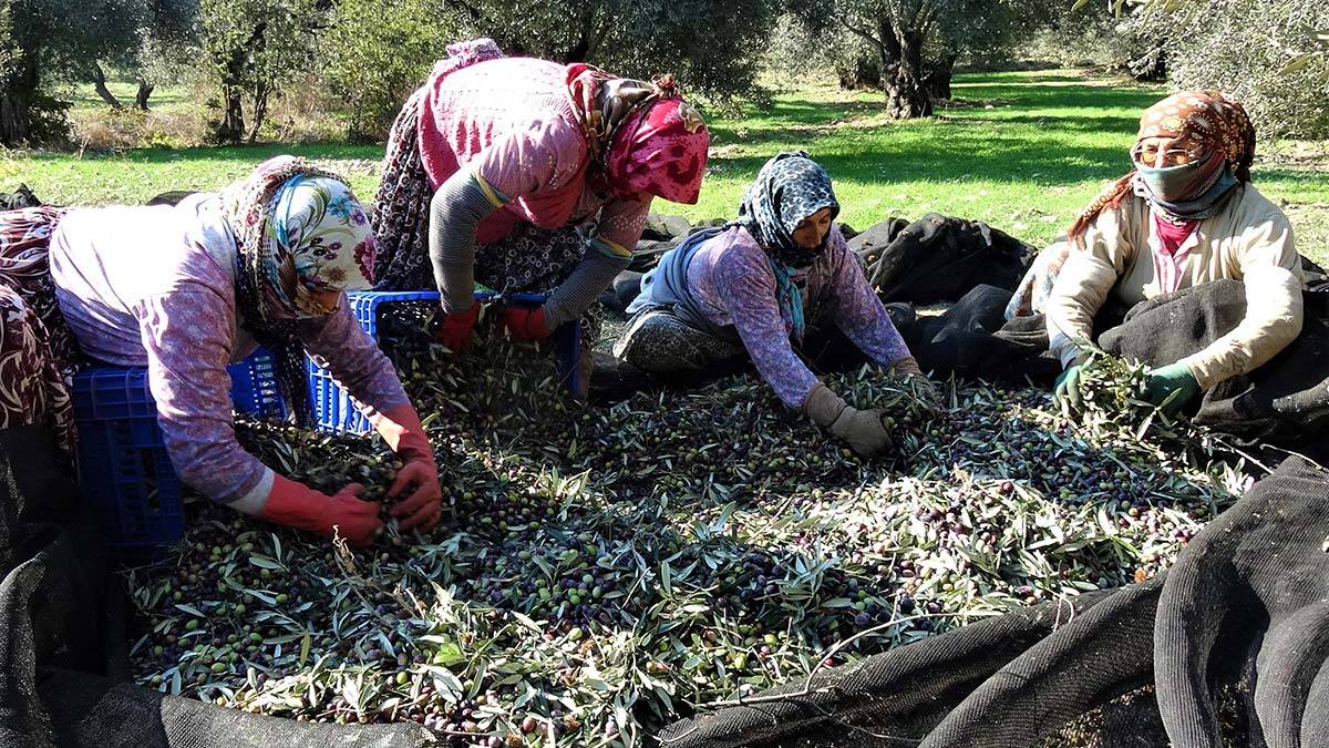 "Sofralık zeytinde de yaklaşık yüzde 40'lık artışla 506 bin ton zeytin rekoltesi tespit edildi "