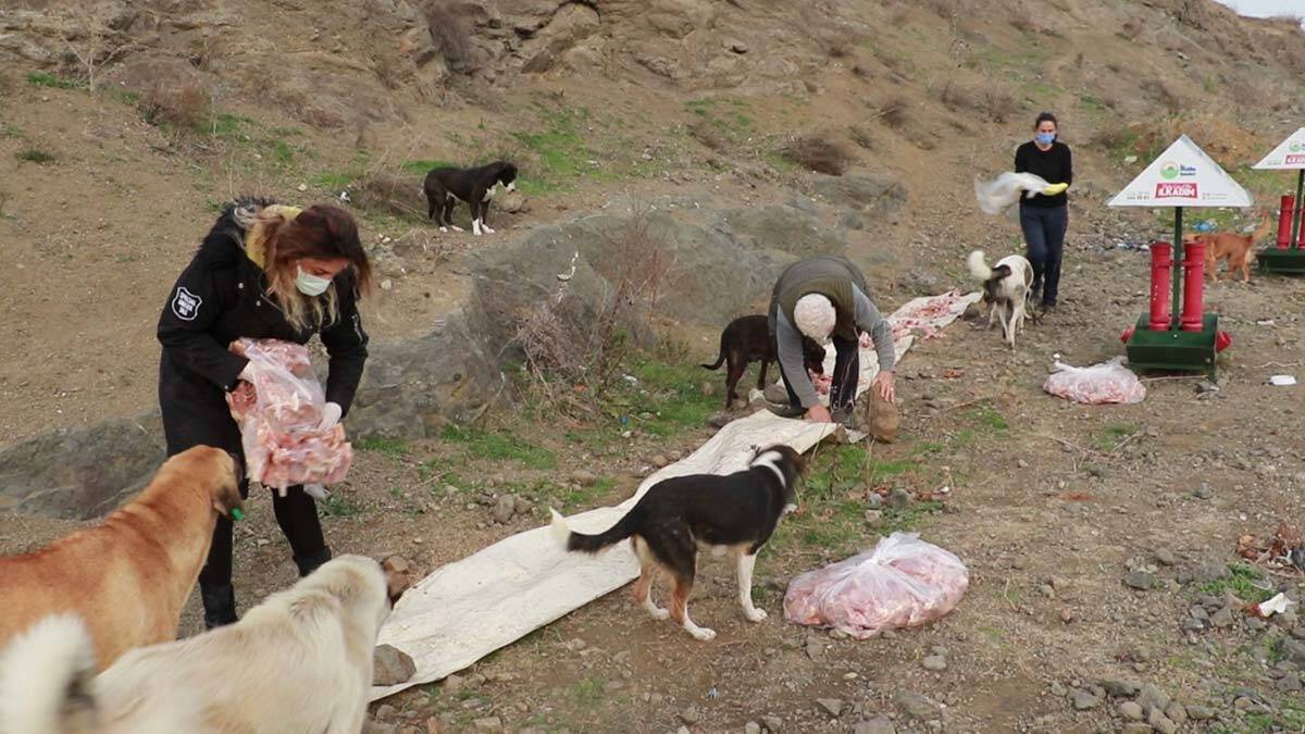 Can dostlar için toplanan mamalar, Manisa’dan TIR’la Samsun’a gönderildi