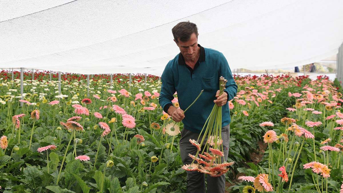 Tokat'ın kesme çiçekleri ihraç edilmeye başlandı