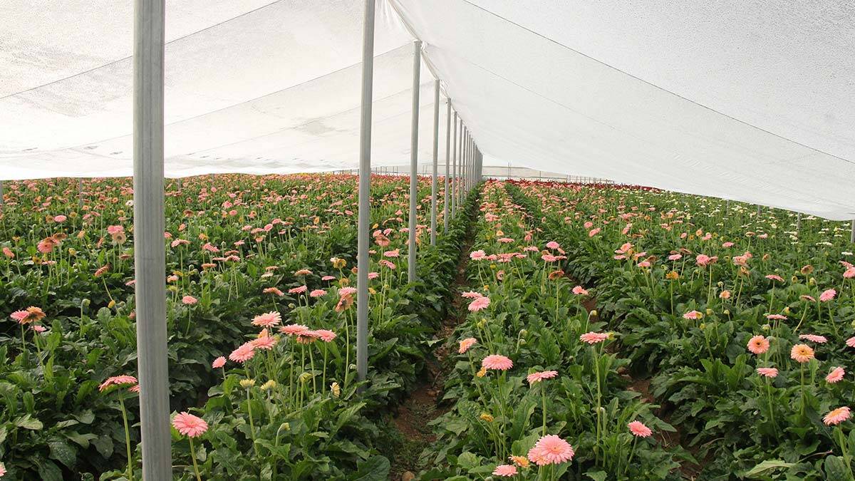 " Bu yılki üretim alanımız 300 dönüm alan. Bu ileriki yıllarda daha da artacak"