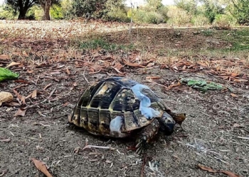 Üzerinden otomobil geçen kaplumbağa doğaya bırakıldı