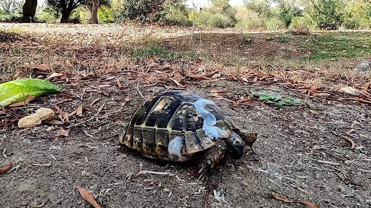 Üzerinden otomobil geçen kaplumbağa doğaya bırakıldı