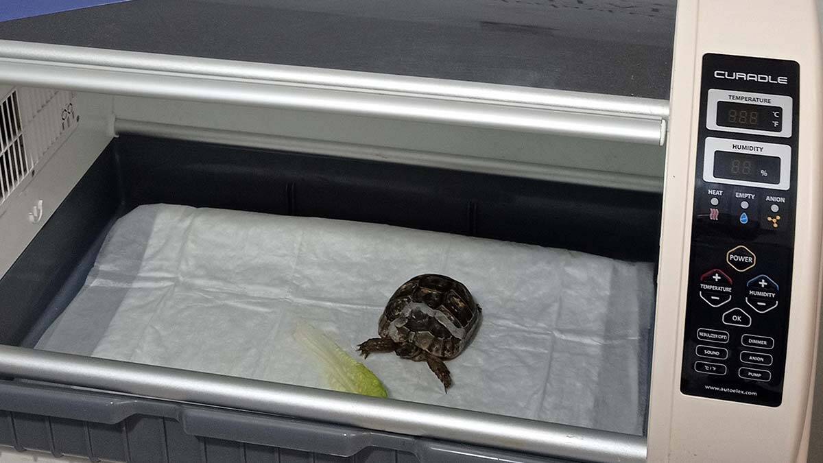 " Özel bir kemik malzemesi ile kırık kabuk odaklarını karşılıklı olarak sabitledik"