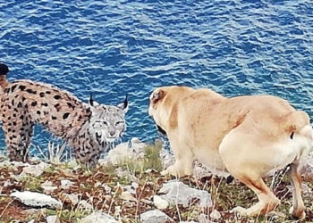 Van Gölü sahilinde Vaşak görüntülendi