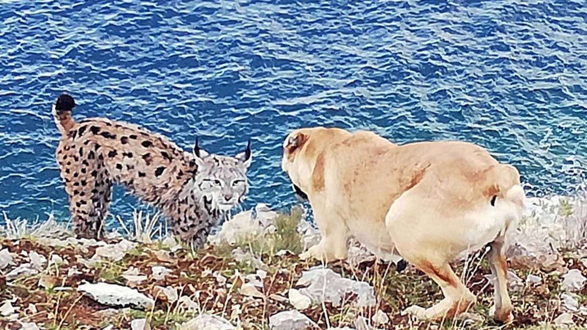 Van Gölü sahilinde Vaşak görüntülendi