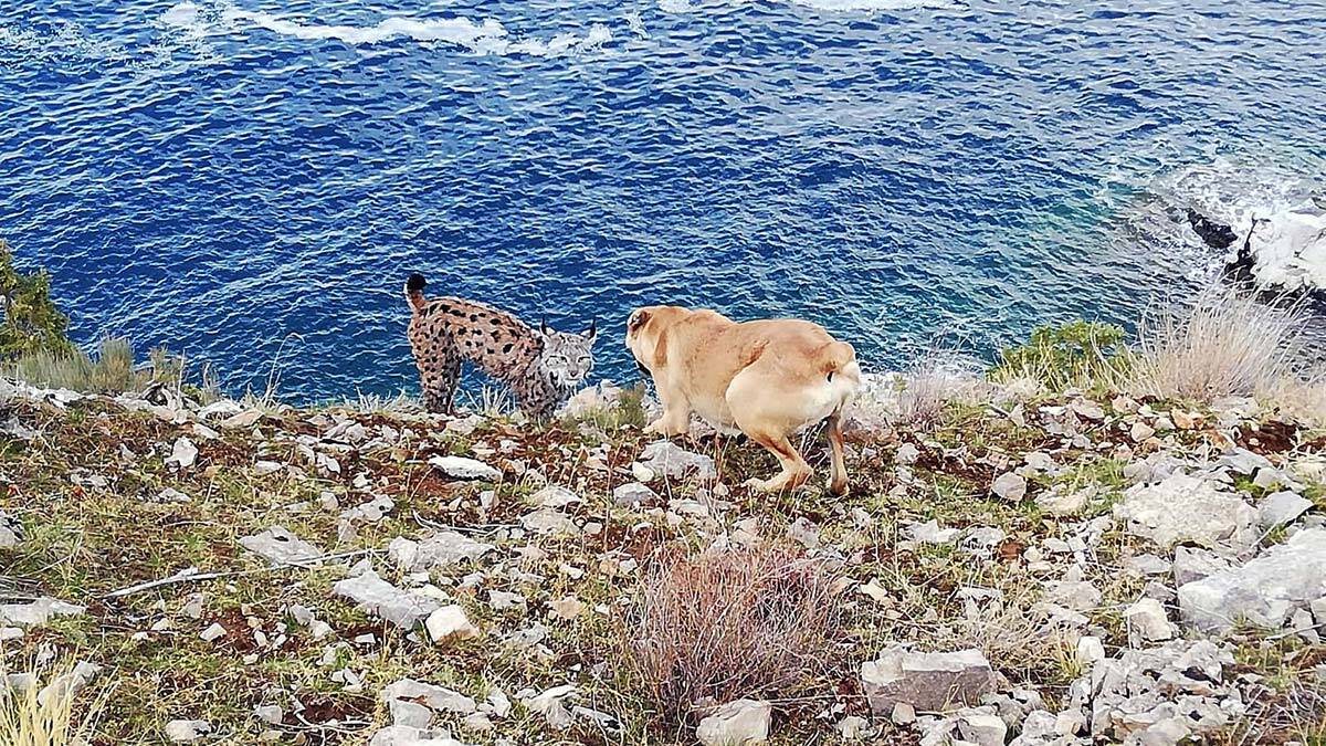Hayvanı cep telefonuyla kayıt altına alan çoban Musa Başak, bölgede ilk defa vaşak gördüğünü söyledi