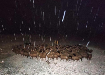 Yahni dağında kaybolan çoban ve sürüsü kurtarıldı