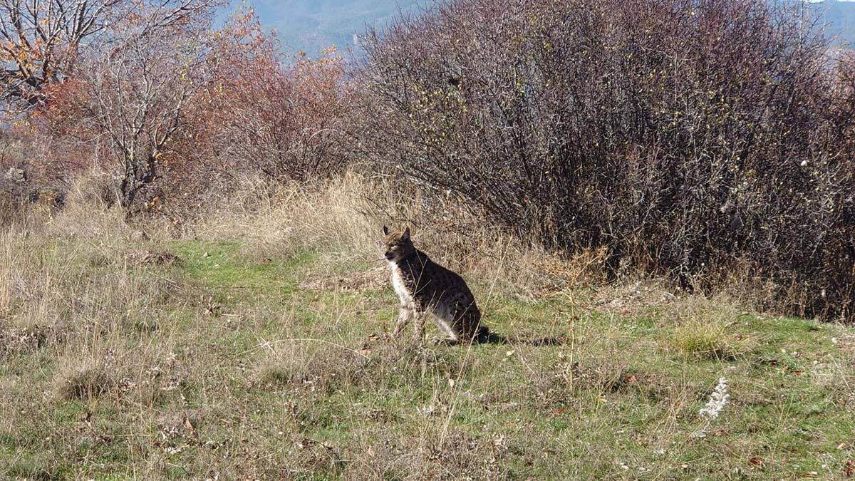 Yaralı bulunan vaşak tedaviye alındı