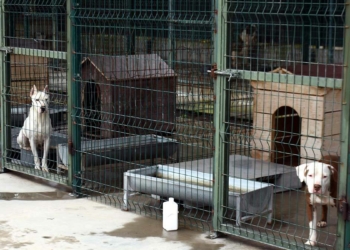 Yasaklı ırk 25 köpeğe ömür boyu mahkum