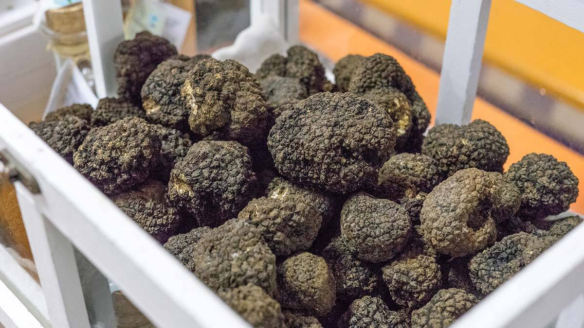 Yeraltı mantar ağlarının ilk küresel keşfi