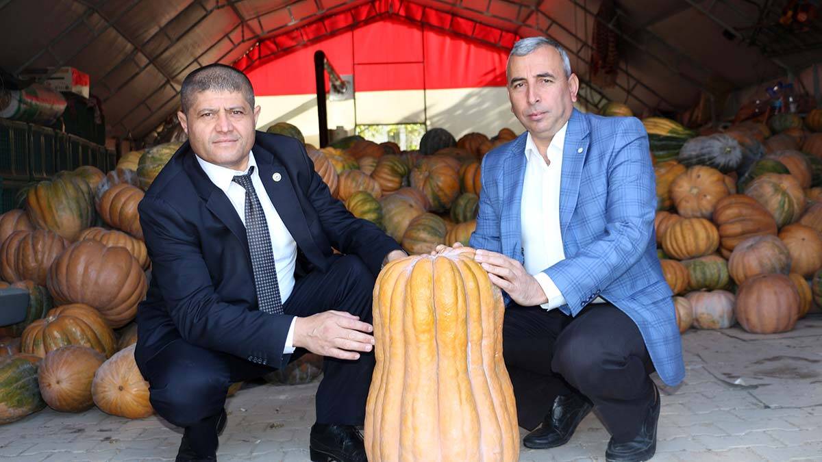 Bal kabağı köylülerin geçim kaynağı oldu