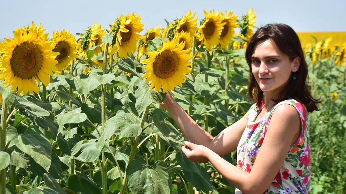 Ayçiçeği yağı fiyatları neden arttı?