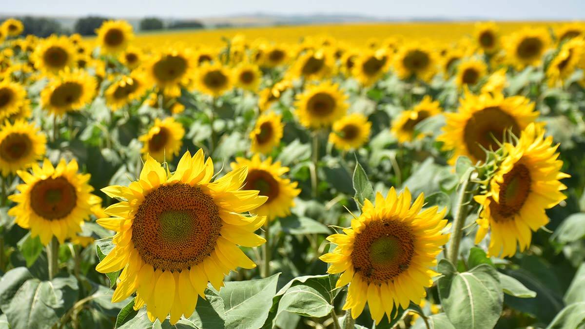 Ayçiçeği yağı fiyatları neden arttı?