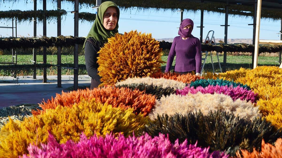 Pampas otu 100 kadına iş imkanı sağladı