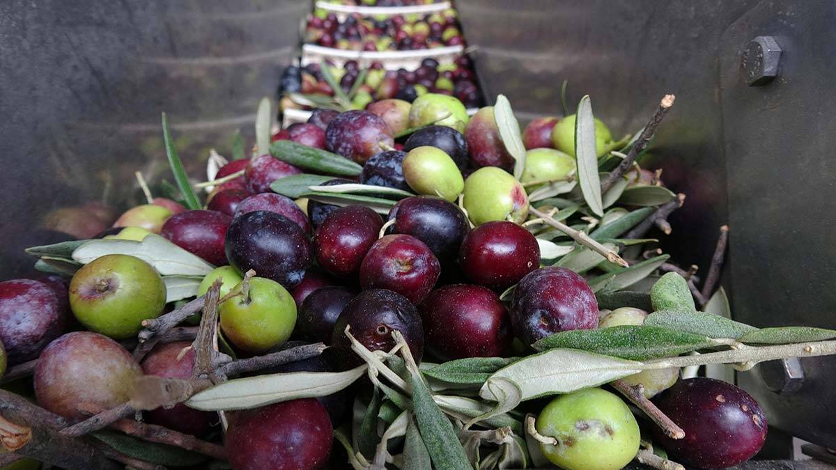 Edremit Ticaret Odası Meclis Başkanı Mehmet Hakkı Semerci, körfezde var-yok senesine göre 15 ila 25 bin ton arasında zeytinyağı üretildiğini belirterek, "Bu yıl kadın işçiler 100 TL, erkekler işçiler ise 140 TL civarında yevmiye alıyor" dedi. 