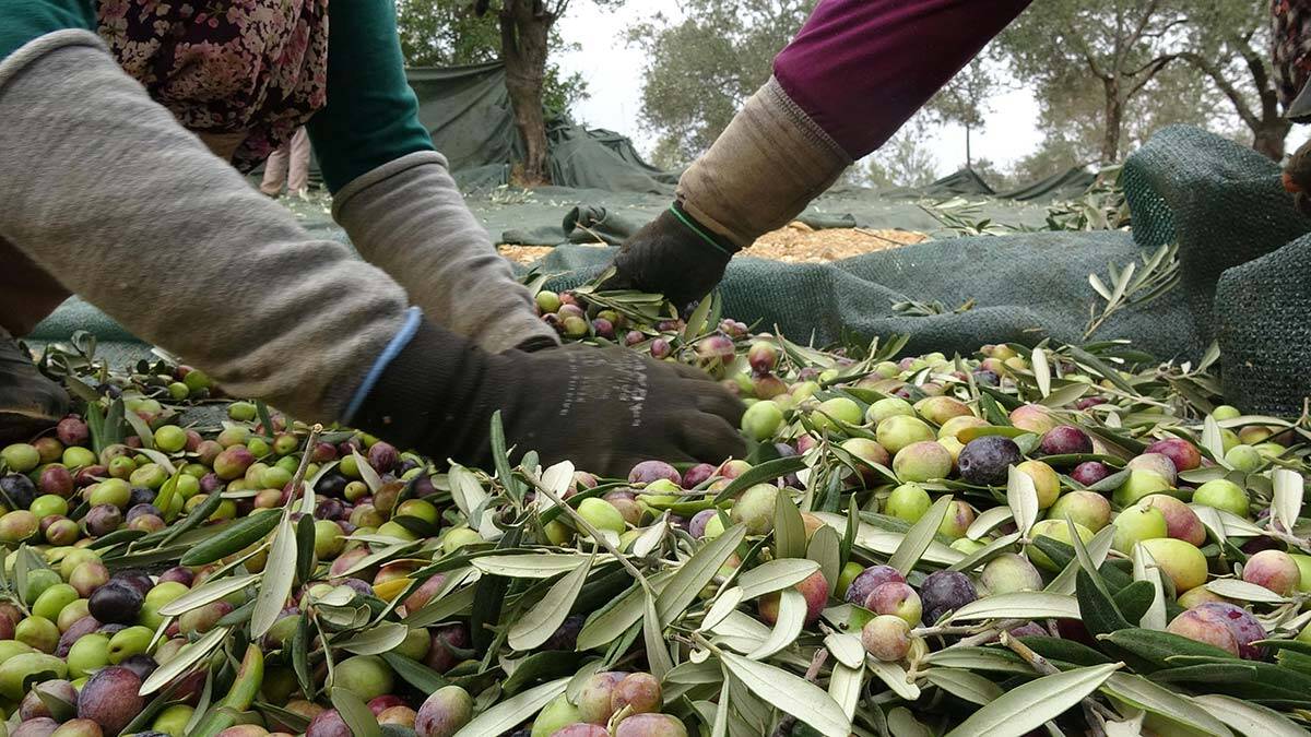 Balıkesir'in Edremit Körfezi'ndeki 13 milyon zeytin ağacında hasat başladı. Zeytinliklerde 30 bin kişi görev alıyor. 