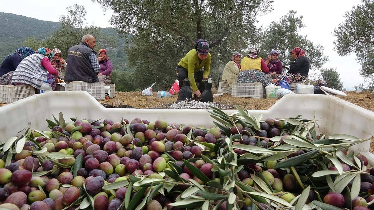Zeytinliklerde 30 bin kişi çalışıyor