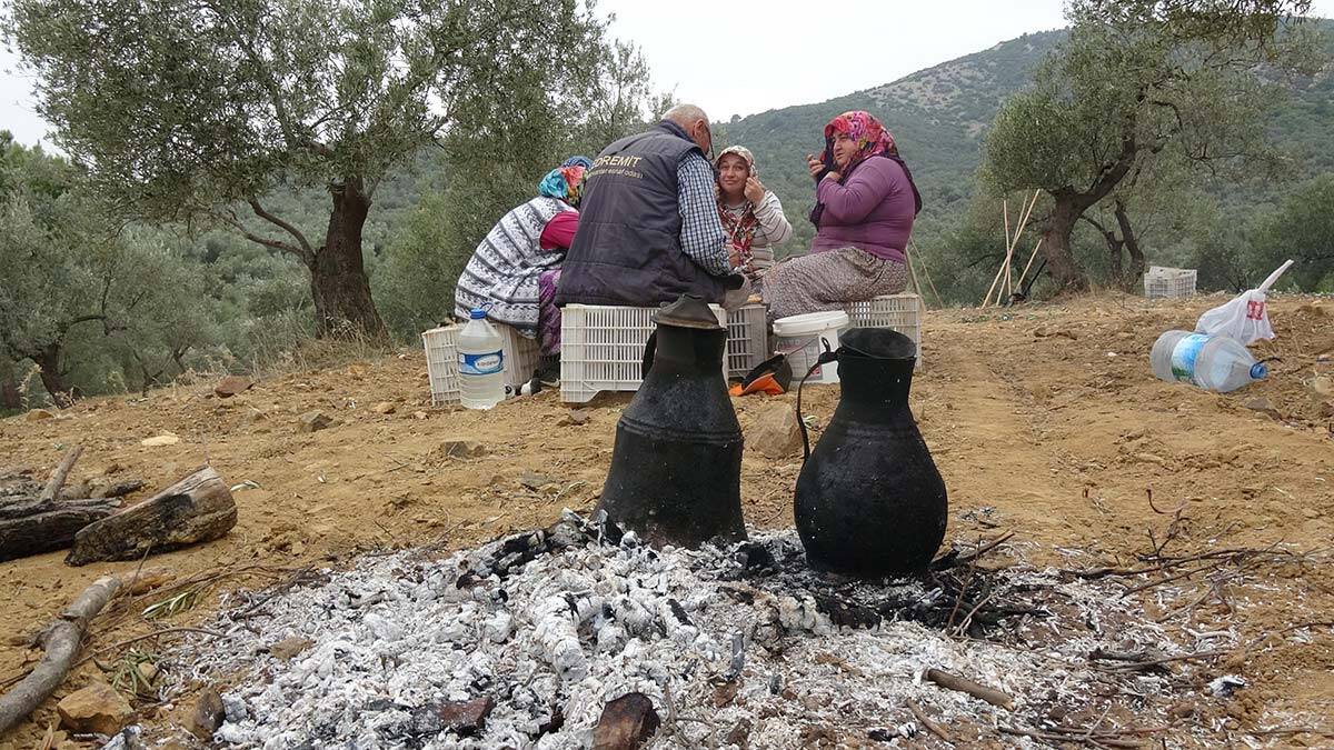 Zeytinliklerde 30 bin kişi çalışıyor