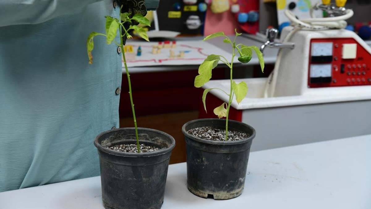 Mamaklı öğrencilere tohum eğitimi