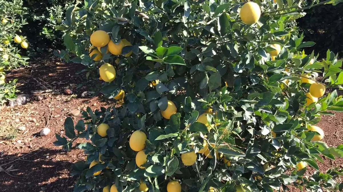 Chp niğde milletvekili ömer fethi gürer, "limon ve muz üreticisi dert yanıyor, vatandaş tezgahta limon ve muz alamıyor" dedi.