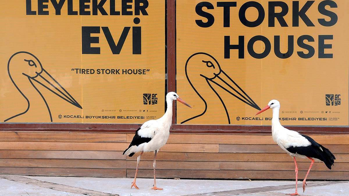 Kocaeli'nin Kartepe ilçesindeki doğal yaşam parkı Ormanya'da, çeşitli nedenlerle göç edemeyen leylekler, Düşkün Leylekler Evi'nde misafir ediliyor.