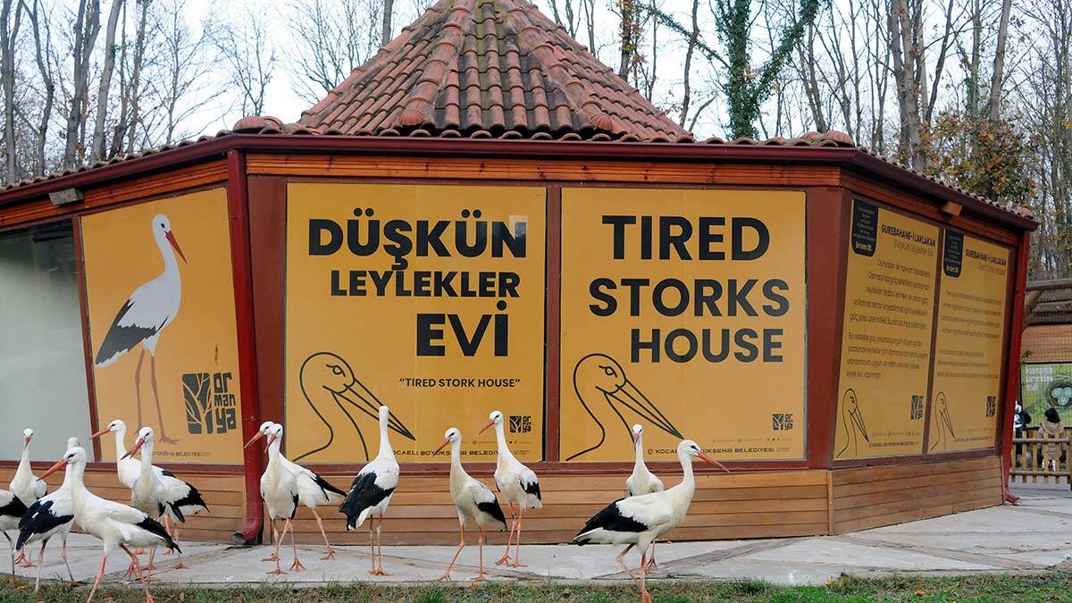 Düşkün Leylekler Evi'nde göç bekleyişi